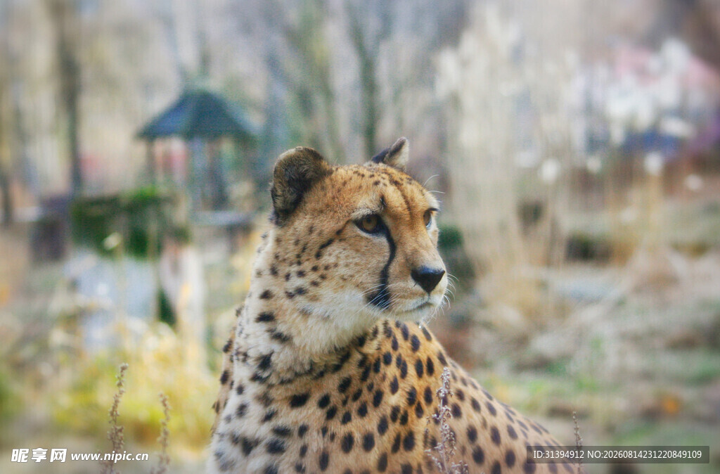 猎豹特写