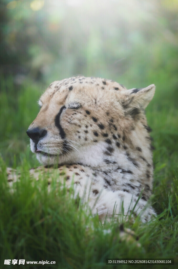 草地上休憩的优雅猎豹