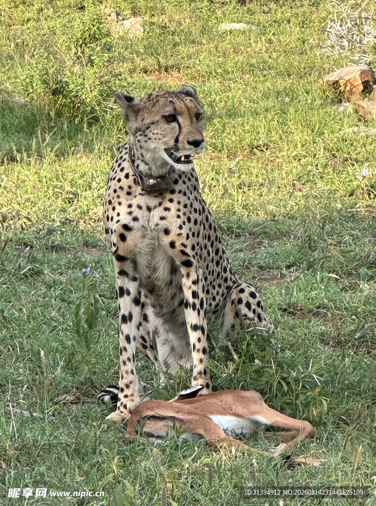猎豹进食场景