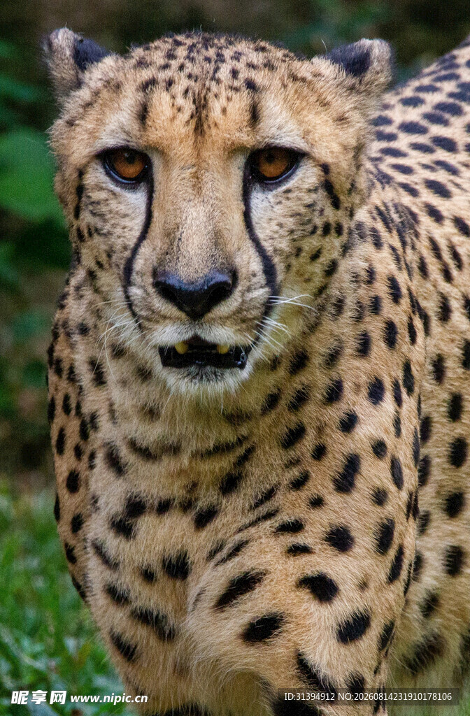猎豹特写
