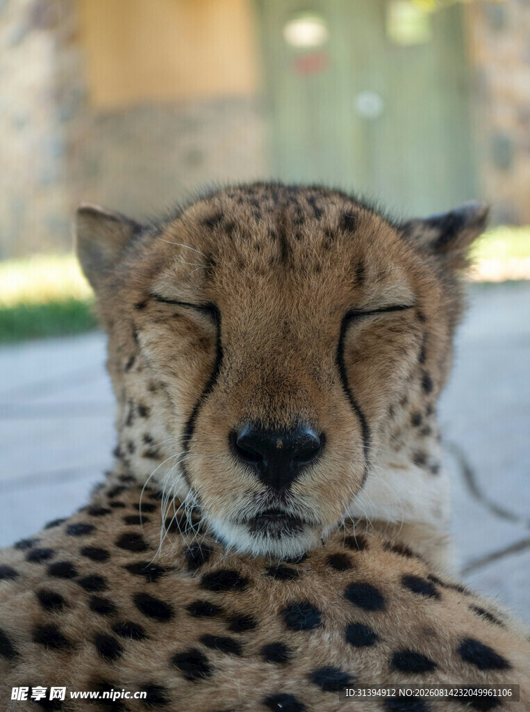闭眼休憩的猎豹