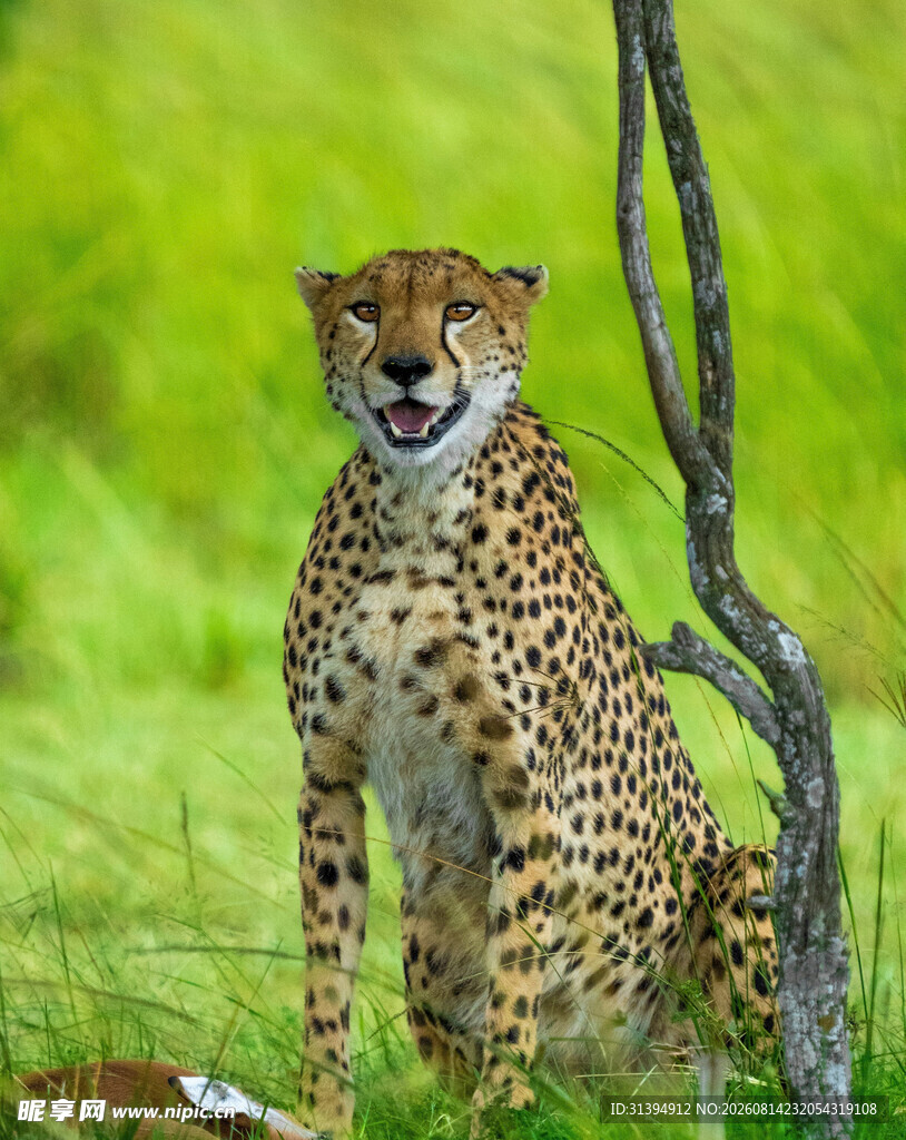 草原上的猎豹