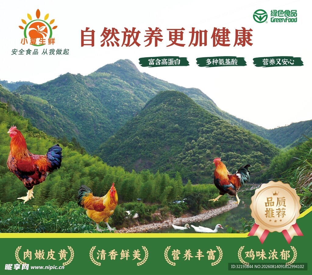 自然放养健康鸡