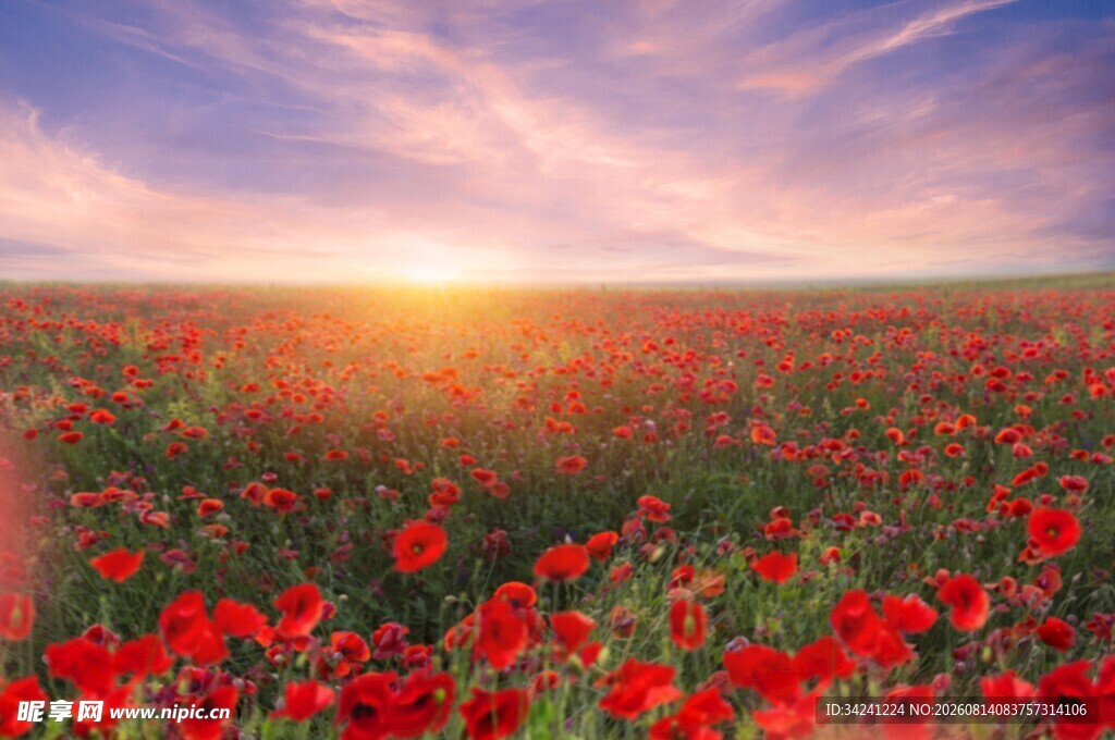 夕阳下的绚烂红色花海