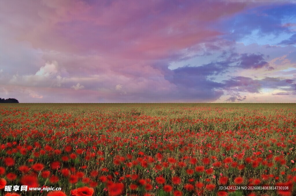 绚烂花海梦幻天空之景