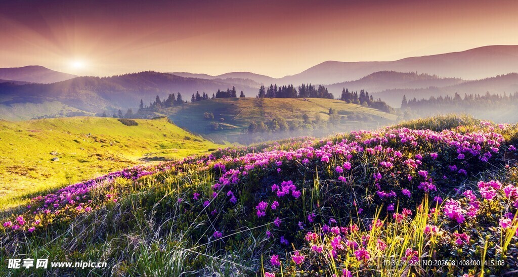 山间烂漫花海梦幻美景