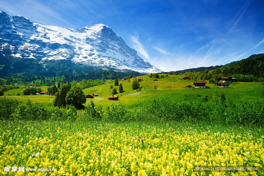 瑞士山间的灿烂花海风光