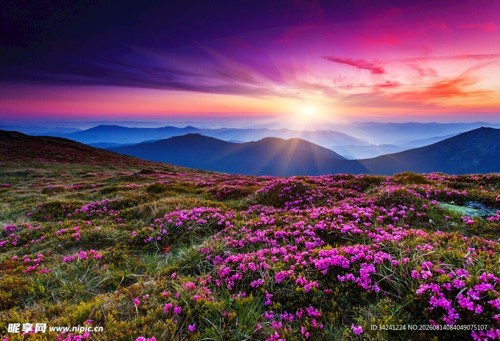 山间花海迎绚丽日落