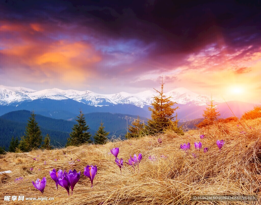 山间紫花映绚丽日落美景