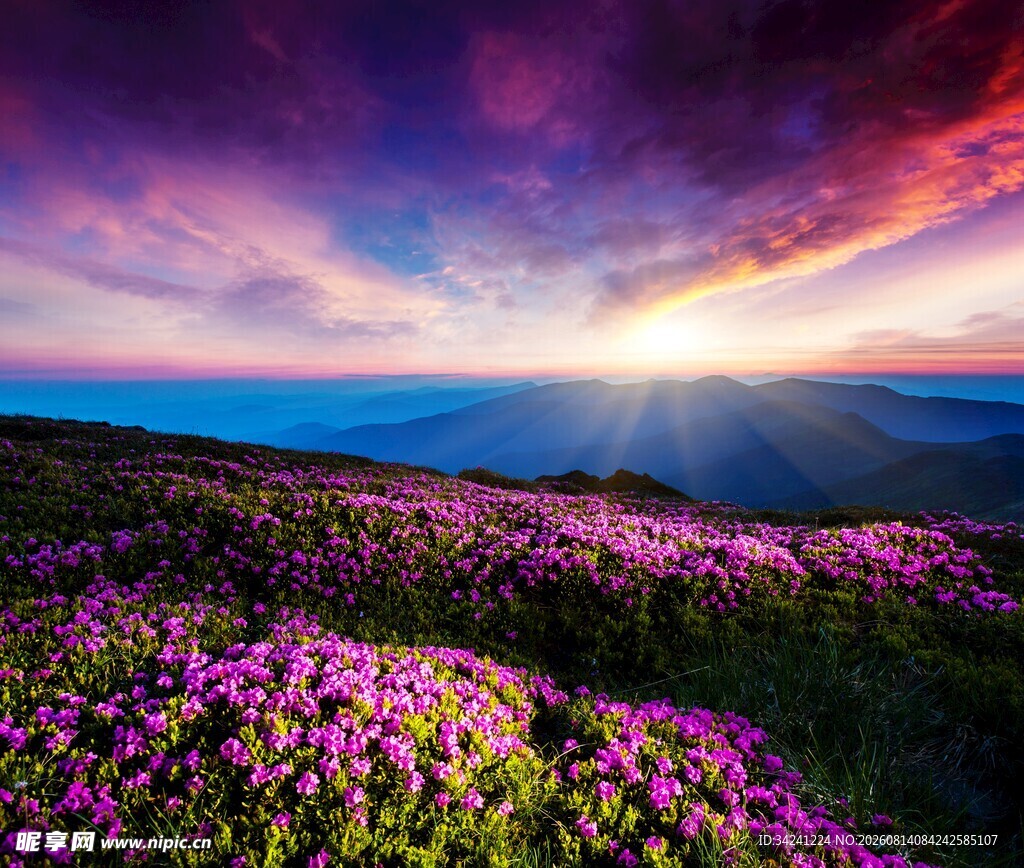 花海日出美景