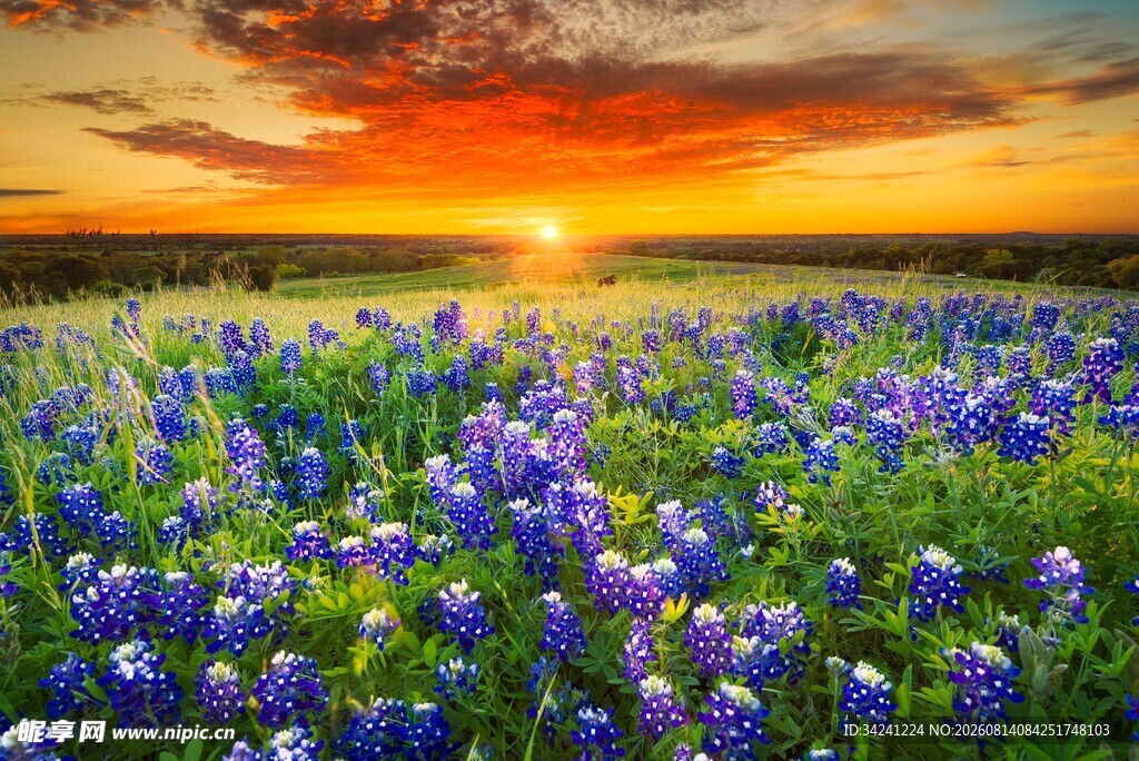夕阳下的蓝花楹花田美景