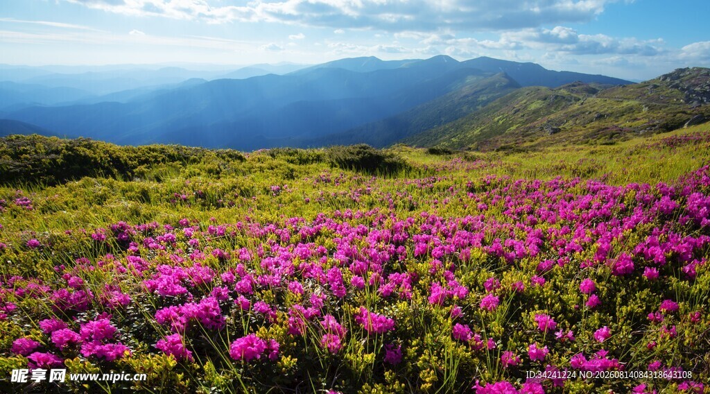 花海盛景山间烂漫春色