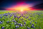 夕阳下的绚烂花海