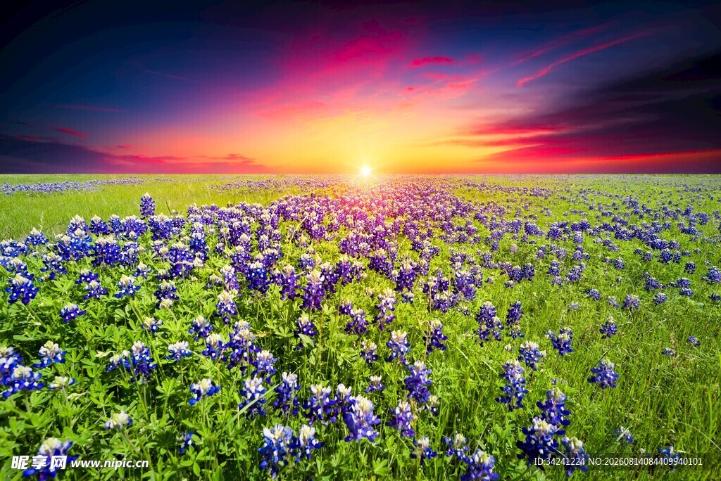 夕阳下的绚烂花海