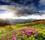 山间花海迎光绽放