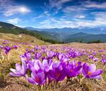 紫色番红花盛开的美丽山野