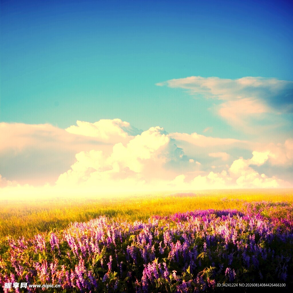 紫色花海与蓝天白云美景