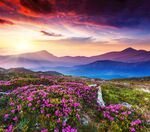 山间花海迎绚丽霞光