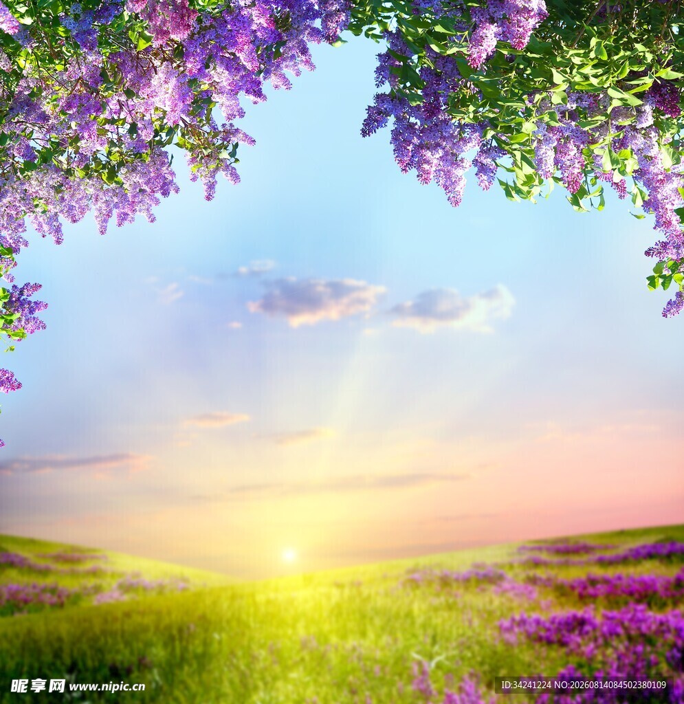 梦幻紫色花海与绚烂天空