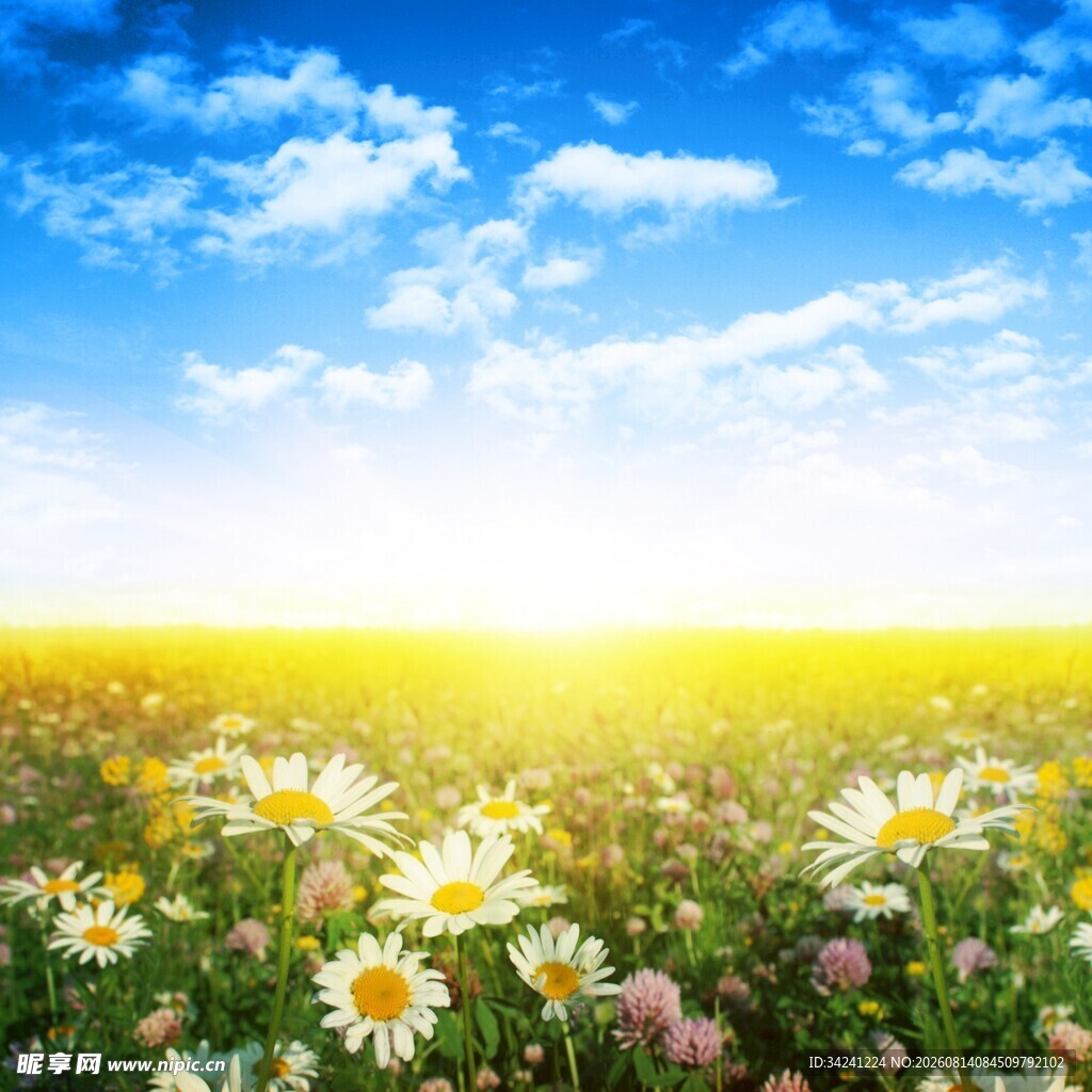 阳光花海绽放春日浪漫
