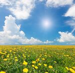 阳光照耀下的蒲公英花海
