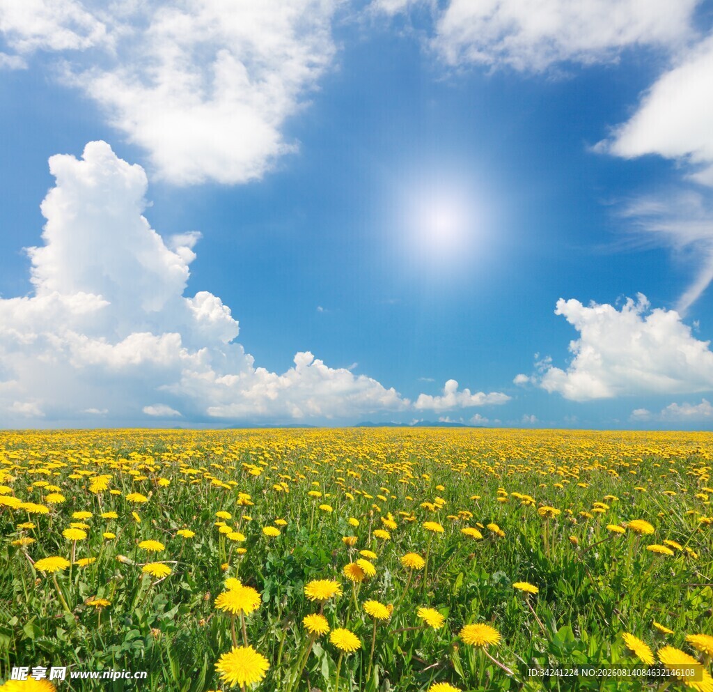 阳光照耀下的蒲公英花海