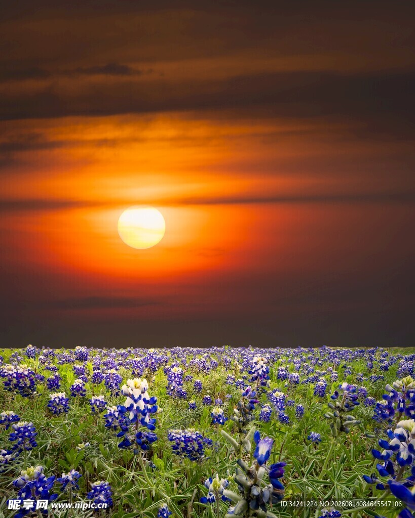 夕阳下的紫色花海