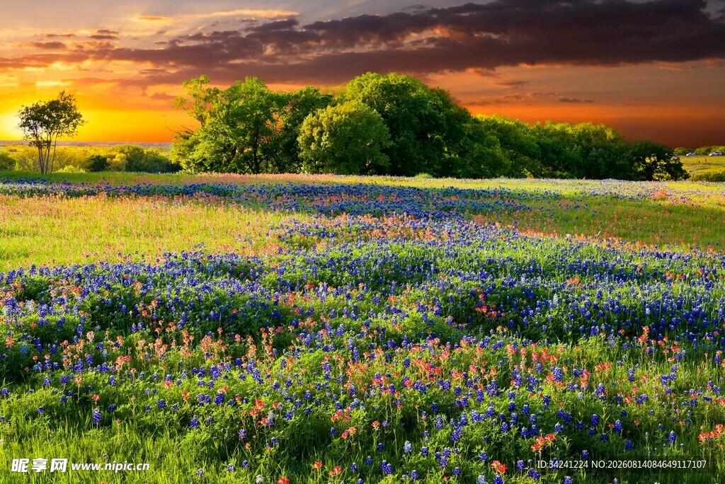 夕阳下的绚烂花田美景