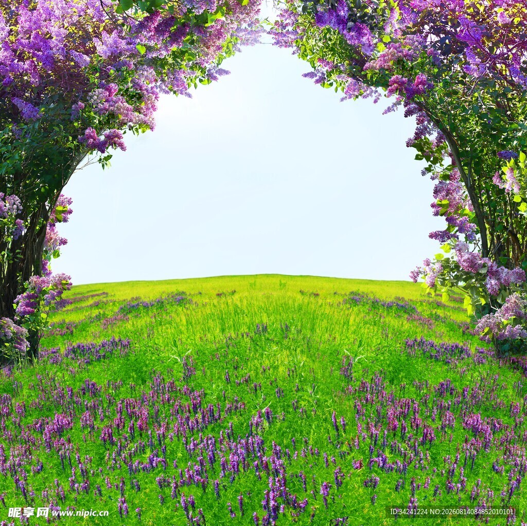 梦幻紫色花海绿野美景