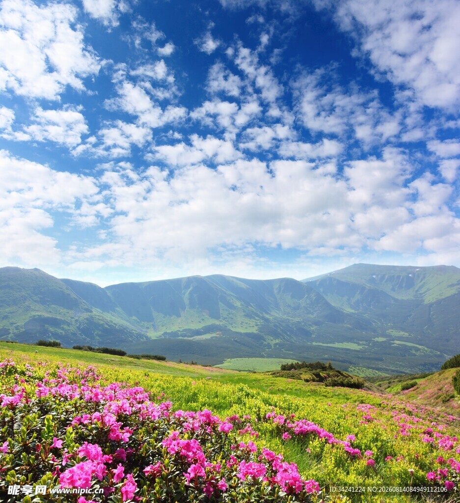 山间烂漫花海蓝天白云相伴