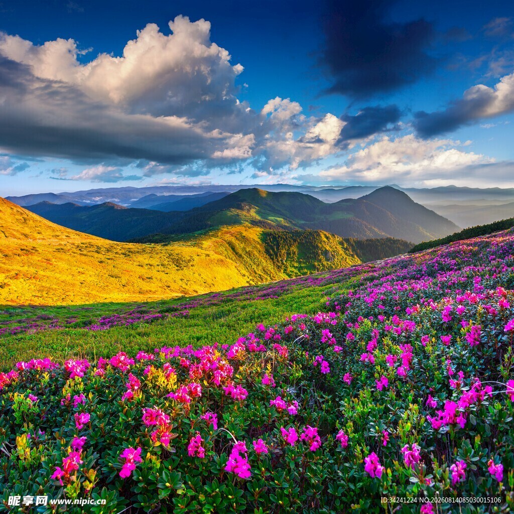花海山峦间的壮丽风光