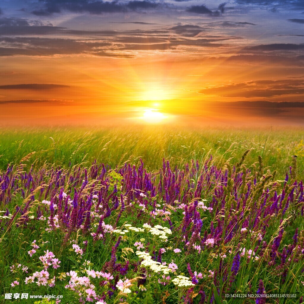 夕阳下的绚烂花海