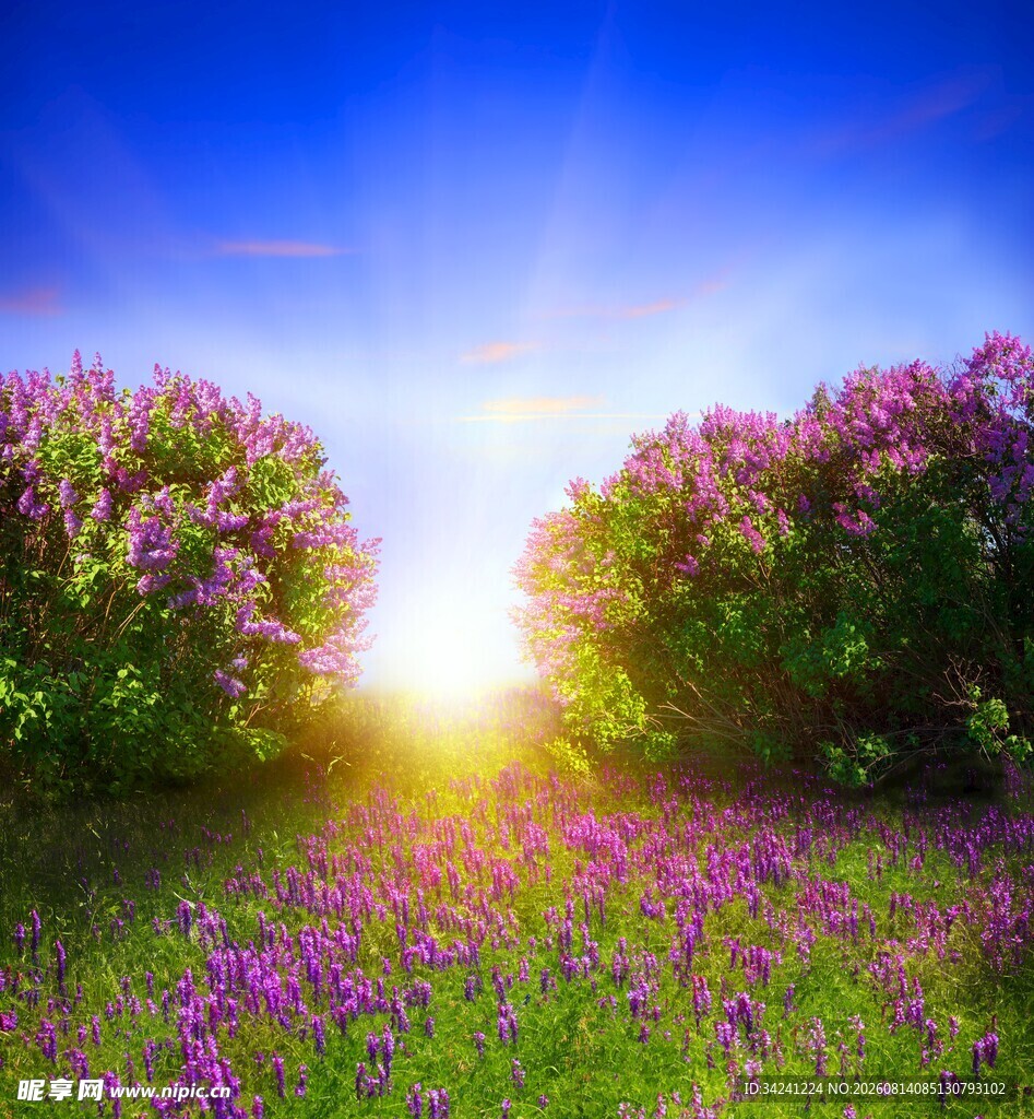 阳光花海中的梦幻美景