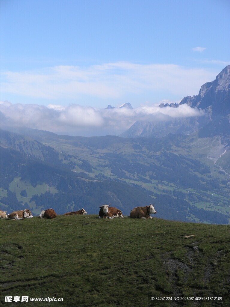 高山牧场上的羊群
