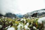 山间覆雪绿植景观
