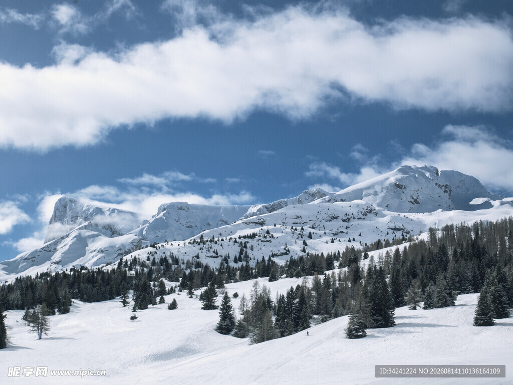 雪山松林美景