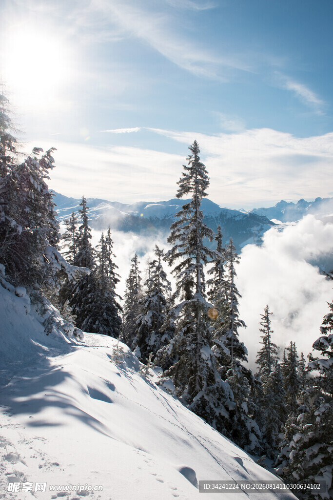 雪山松林间的壮丽景致