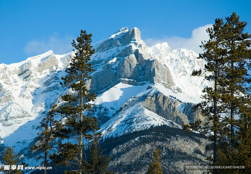 雪山松林壮丽自然景观