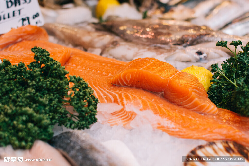 新鲜三文鱼置于冰上