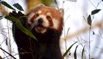 小熊猫进食嫩绿竹叶
