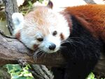 小熊猫慵懒趴于树干