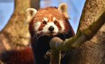 小熊猫攀于树枝上