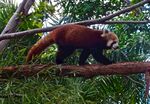小熊猫在树枝上行走
