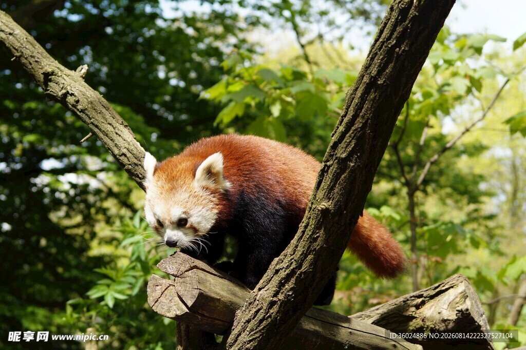 小熊猫栖息于树枝间