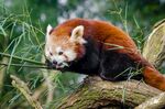 小熊猫栖息于树枝间
