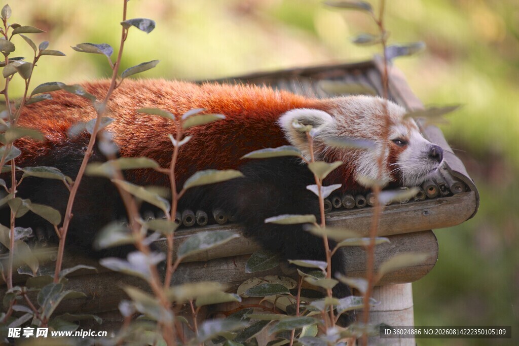 小熊猫休憩于绿植间