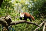 小熊猫栖息于树枝间