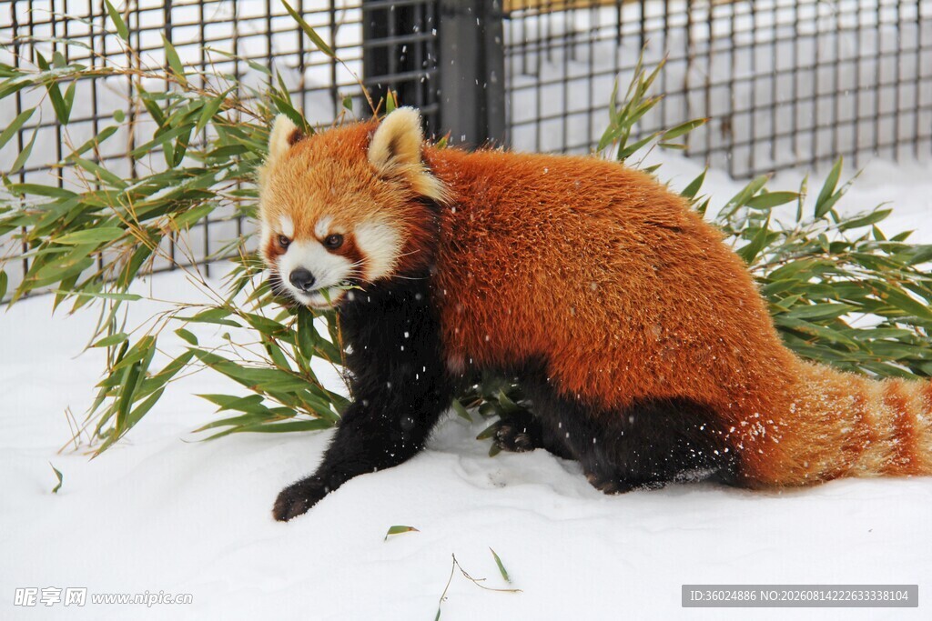 雪地上的小熊猫
