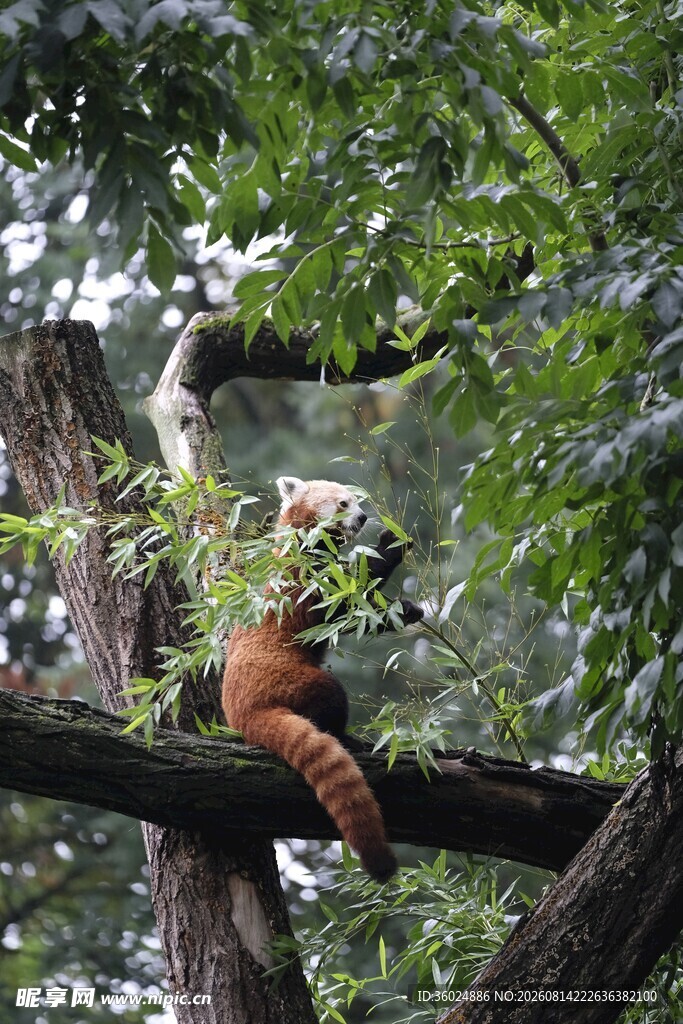 树上的小熊猫享受美食