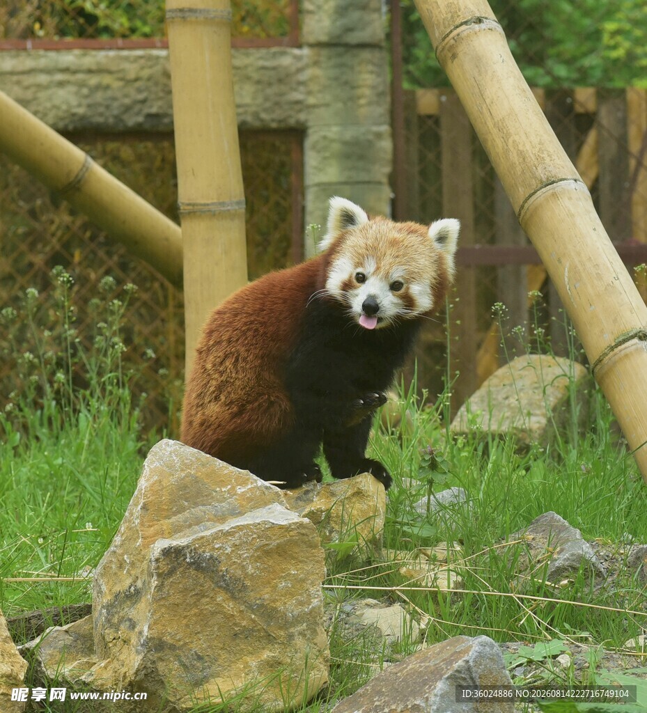 小熊猫于竹林岩石间